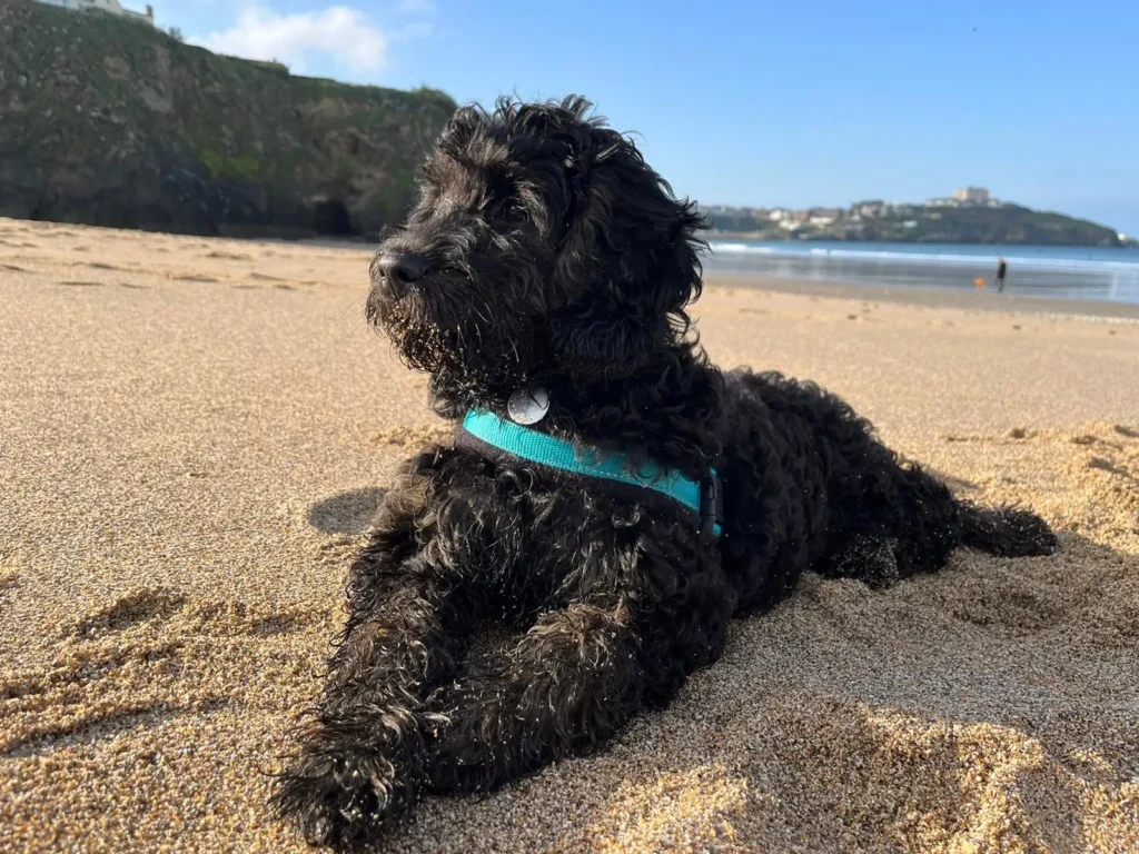 Dog.jpg